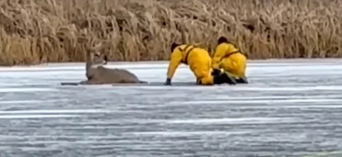 Jelen se zaglavio na zaleđenom jezeru, vatrogasci puzali do njega da mu pomognu (VIDEO)