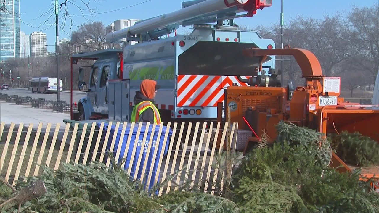 Program reciklaže božićnih jelki u Čikagu počinje 6. januara