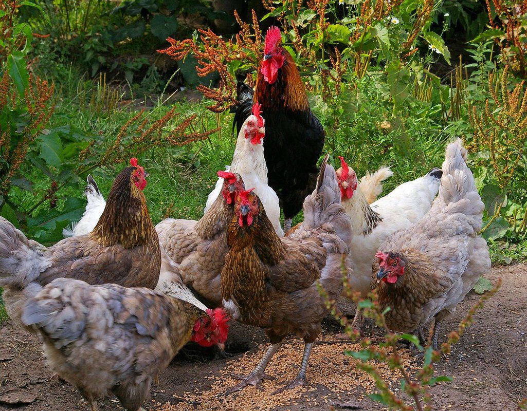 „Rent The Chicken“: U Americi iznajmljuju kokoške da bi im snele jaja