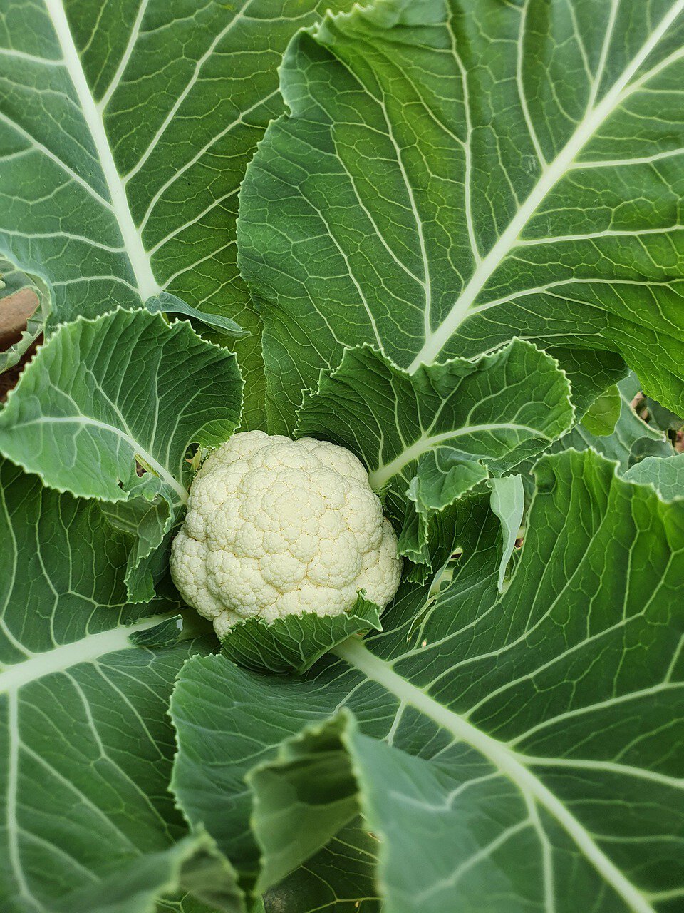 Karfiol je riznica zdravlja, ima i skrivene blagodeti