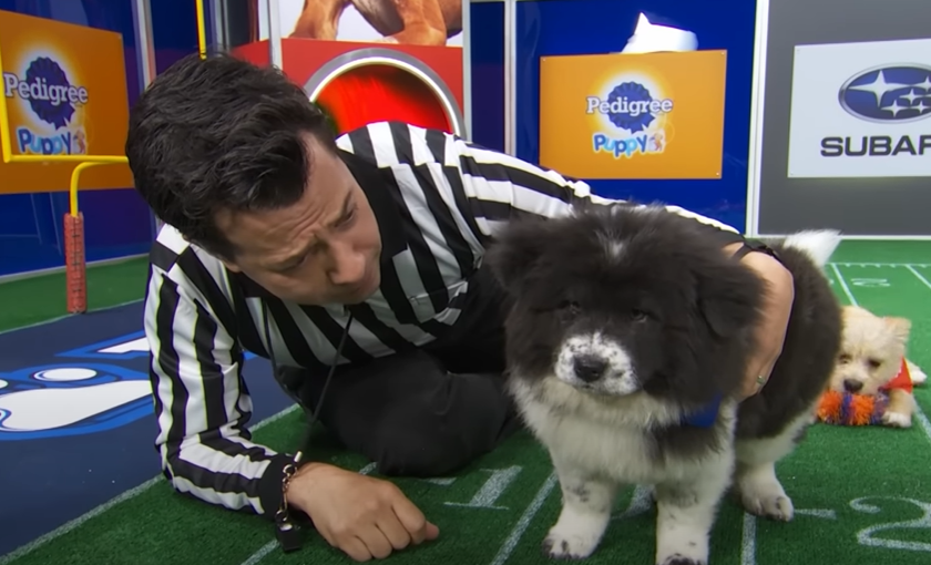 Puppy Bowl 2025 – najslađi sportski spektakl pre Super Bowla