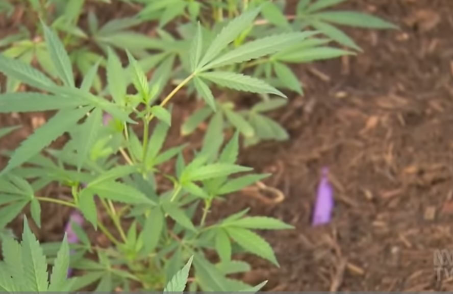 Kanabis ublažava simptome depresije i anksioznosti