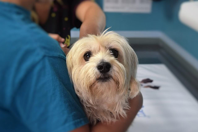 Besplatna nega i pregledi za kućne ljubimce u Čikagu