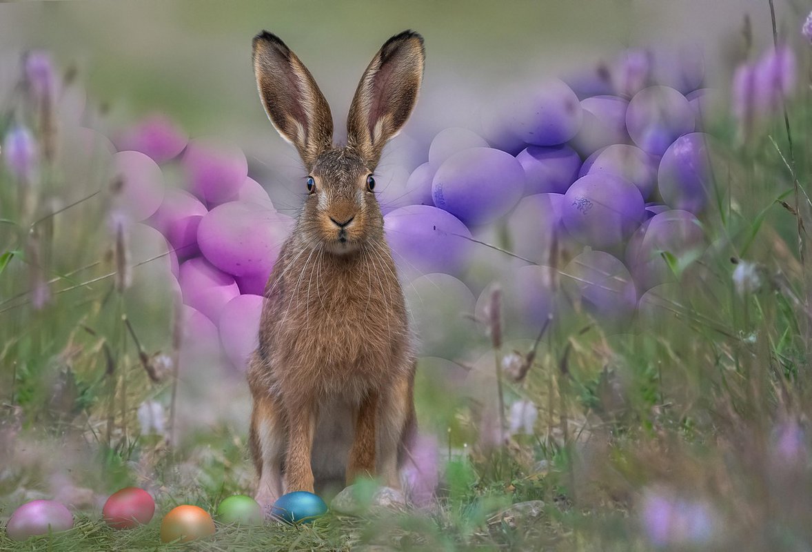 Proleće je stiglo u Brookfield Zoo Chicago: Uskoro stiže i novi delfin!