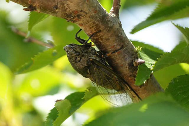 Da li će Illinois ovog leta 2025 videti najezdu cikada?