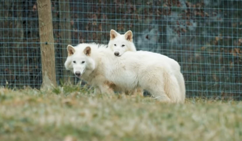 Povratak strašnih vukova: Naučnici uz pomoću DNK oživeli izumrle predatore iz "Igre prestola"