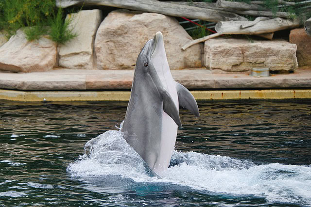 Prva beba delfina u zoološkom vrtu Brookfield posle više od decenije