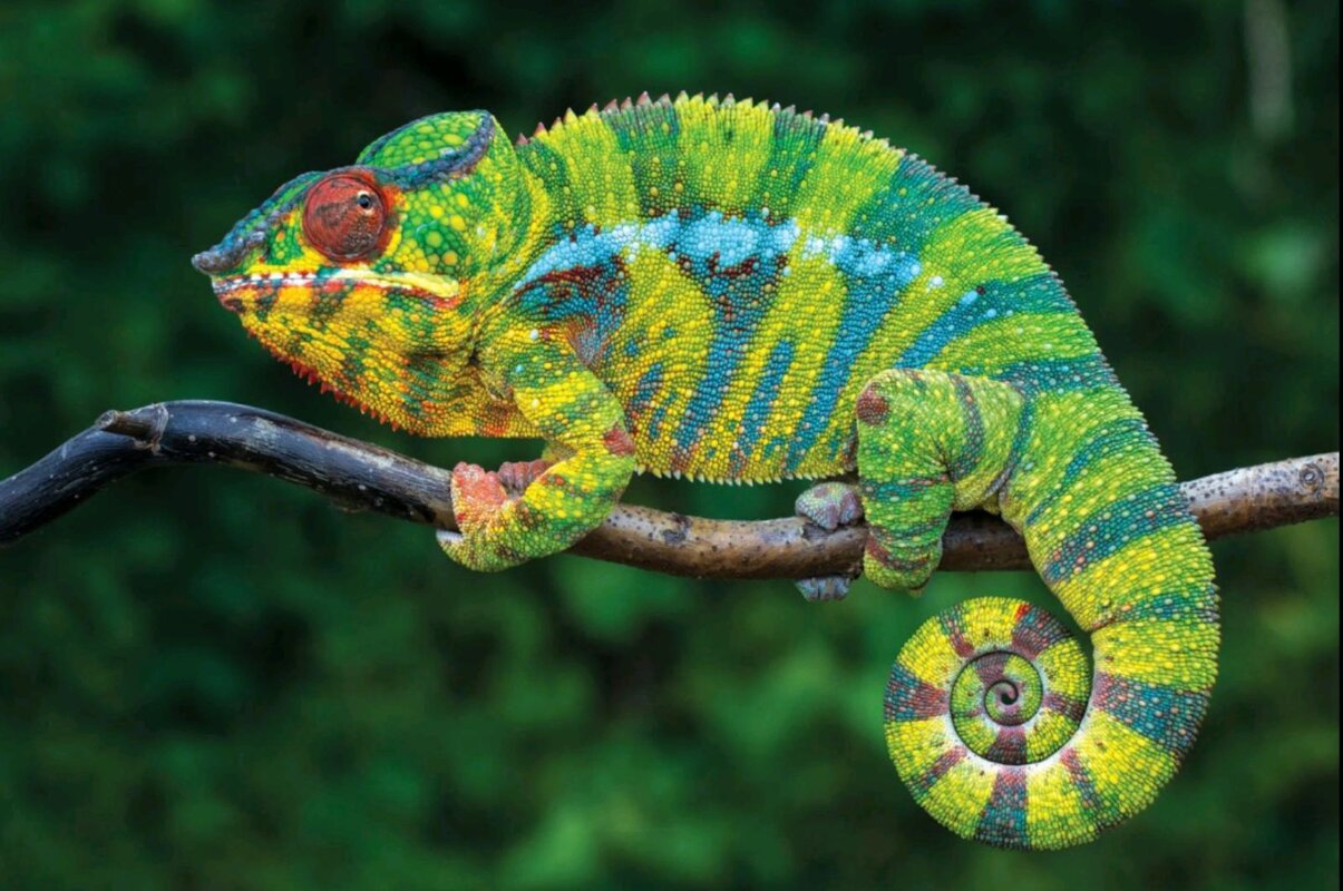 Izložba „Reptiles Alive!“ – Čudesni svet reptila u Field Museum-u