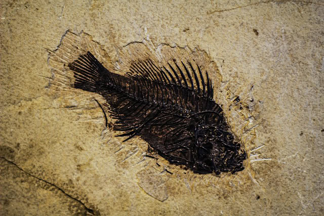 Skriveno čudo evolucije: Najbogatije nalazište fosila na svetu nalazi se u blizini Čikaga