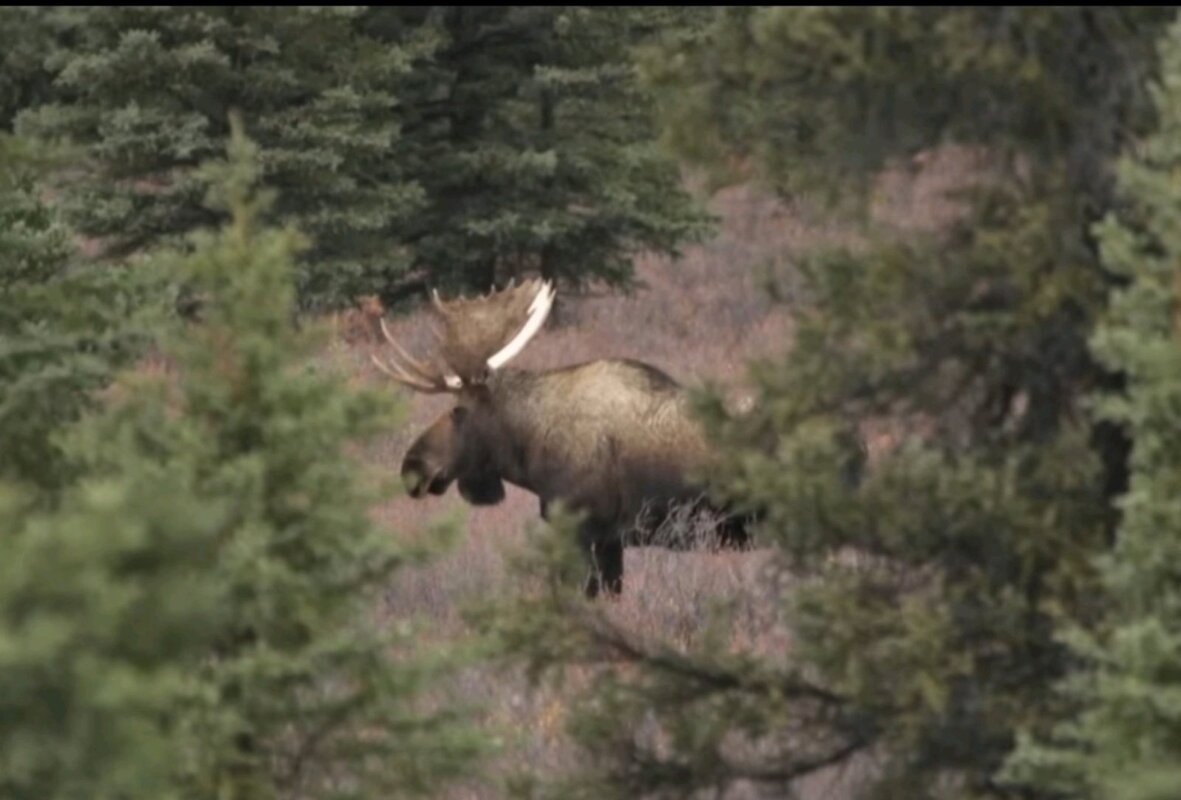 Vozač iz Bugarske poginuo, putnica iz Severne Makedonije povređena u sudaru sa losom kod Nacionalnog parka Denali na Aljasci