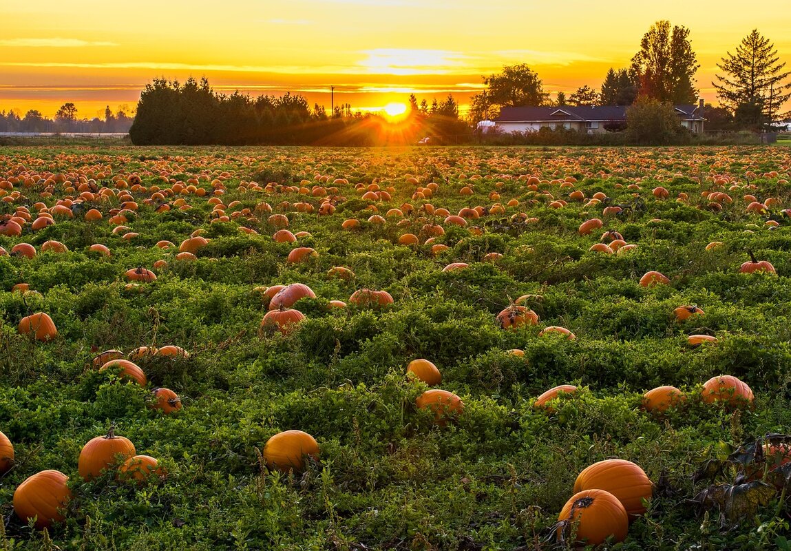 10 najboljih pumpkin patch destinacija u Čikagu i okolini