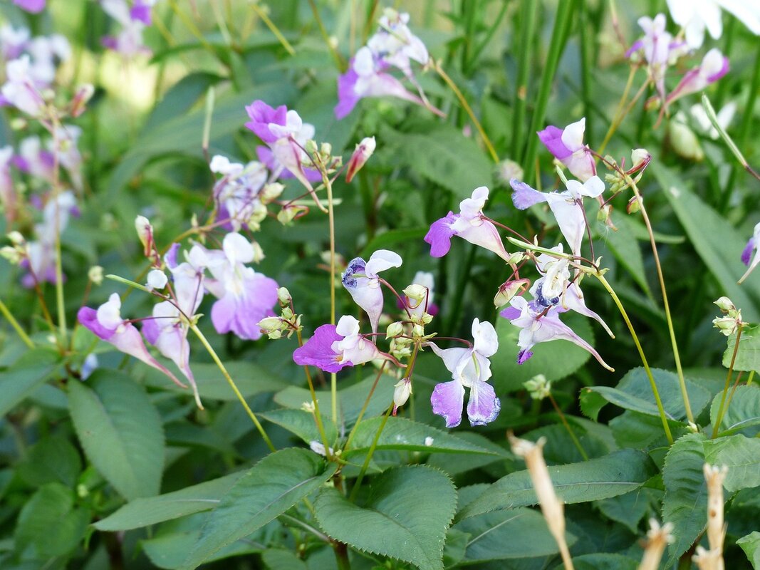 Upozorenje zvaničnika: Opasna invazivna biljka širi se Srednjim zapadom