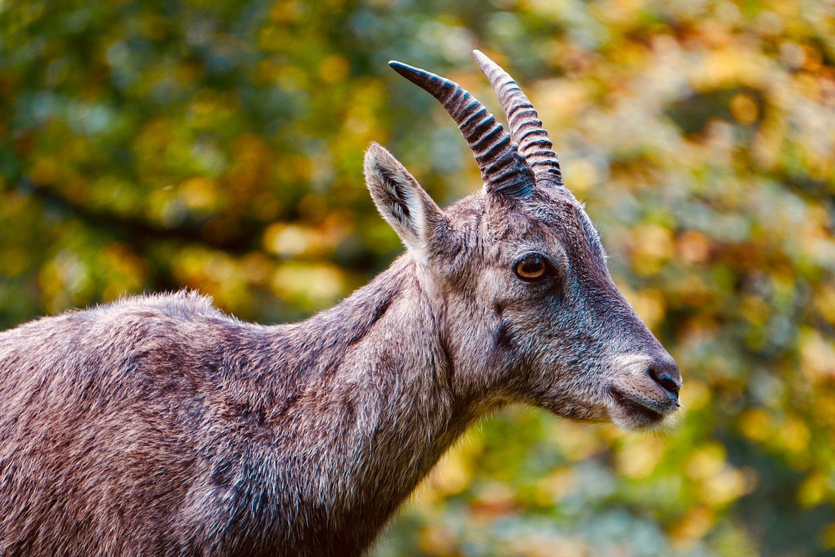 ComEd ponovo koristi koze za zaštitu dalekovoda u Čikagu i okolini