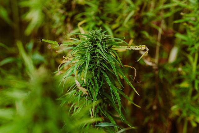 Velika rasprava u Ilinoisu: Da li će kanabis konačno moći da raste na suncu?