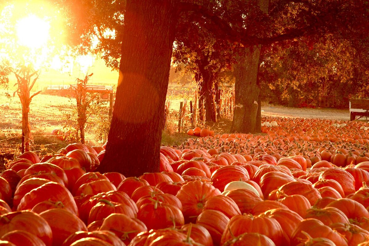 Jesenja tradicija ili sezonska zamka? Zašto je odlazak na pumpkin patch precenjen