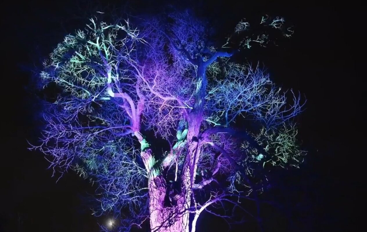 Morton Arboretum pokreće „Illumination: Tree Lights“  u Lisle-u (VIDEO)
