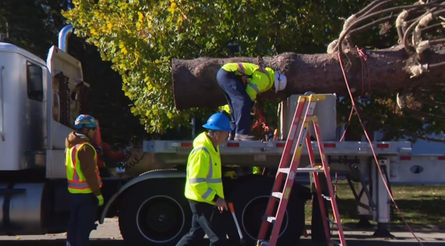 Čikago dobija jednu od najvećih božićnih jelki u istoriji – visoka čak 21 metar