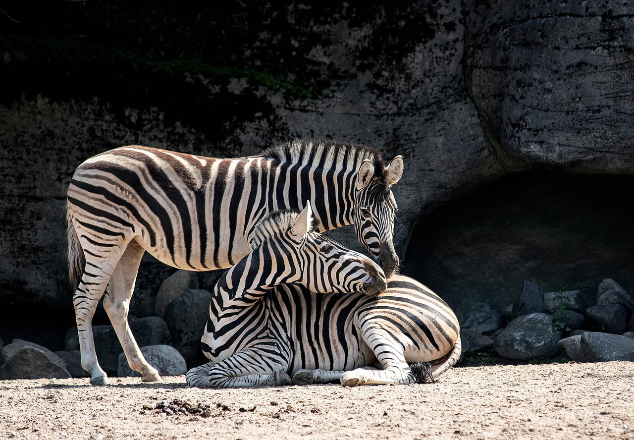 Besplatan ulaz u Brookfield Zoo u jesen i zimu 2024-2025
