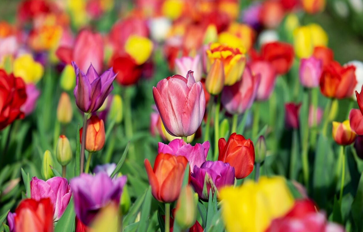 Richardson Farm Tulip Fest u Spring Grove-u najverovatnije počinje 26. aprila