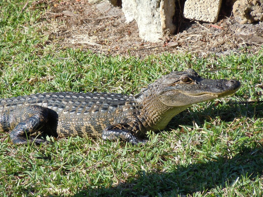 Florida gradi centar za migrante okružen aligatorima i pitonima