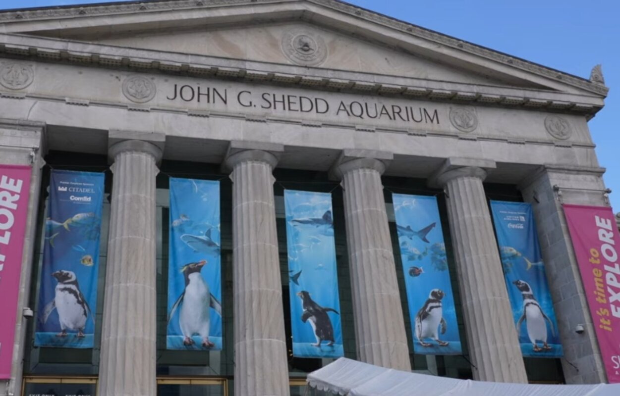 Shedd Aquarium: Slobodan ulaz za stanovnike Ilinoisa u avgustu