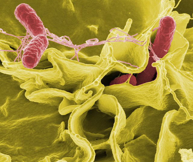 Opasne isporučene večere: Salmonela iz kućnih obroka pogodila 10 saveznih država, uključujući Illinois