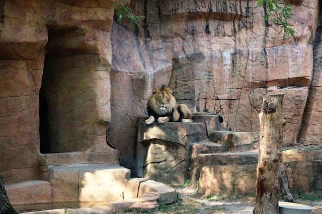 Besplatan ulaz u jedan od najpoznatijih zooloških vrtova u Americi: Brookfield Zoo otvara kapije