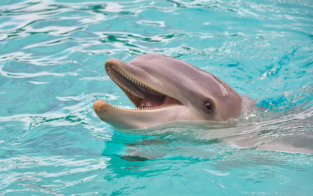 Besplatan ulaz u jedan od najpoznatijih akvarijuma u SAD: Shedd Aquarium objavio datume za 2026. godinu
