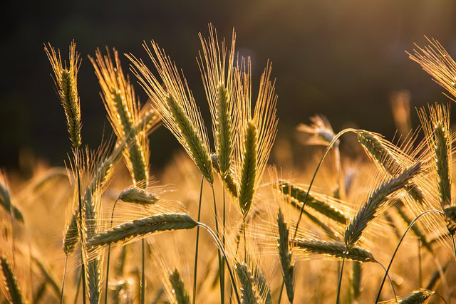 Bez stranih radnika nema hrane: Kako farmeri iz Illinois-a spasavaju proizvodnju uz pomoć H-2A viza