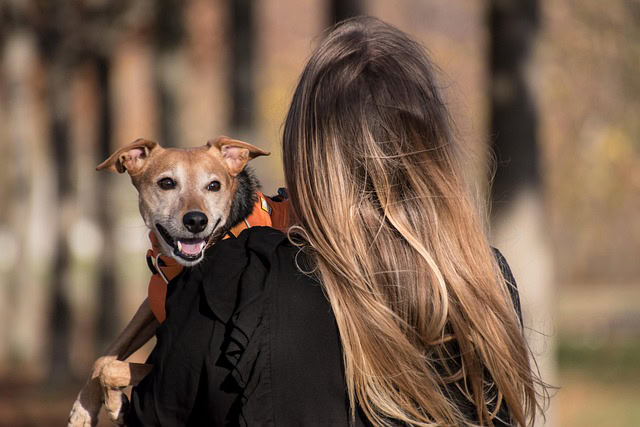 Pomoć za rastuće troškove nege kućnih ljubimaca, poput hrane i veterinarskih računa, dostupna u oblasti Čikaga